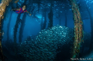Aborak Jetty boy showing a school of fish by Henrik Gram Rasmussen 